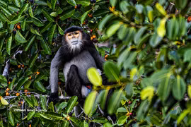 The natural forest provides an essential habitat and rich food sources for black-shanked douc langurs. (Photo: VNA)