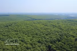 A rubber plantation are in Dong Nai province. Vietnam has more than 900,000 ha of rubber plantations, with over 60% operated by smallholders. (Photo: VNA)