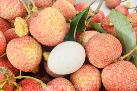 Hung Yen’s signature egg-shaped lychees are already sold out thanks to a surge in pre-orders. (Photo: Hung Yen Newspaper)