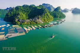 A floating fishing farm in Cat Ba island district in the northern city of Hai Phong. (Photo: VNA) 