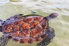 The 12kg green sea turtle is released into the sea off Lam Dong province. (Photo: baolamdong.vn)