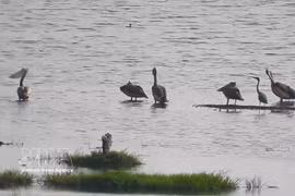 The rare spot-billed pelicans reappear at Tram Chim National Park in Dong Thap province after a six-year absence. (Photo: VNA) 