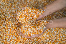 Indonesia urges the feed industry to stabilise prices to protect farmers. (Photo: Antara)