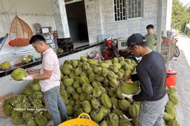 India's opening of its market to Vietnamese durian is a notable development that creats new opportunities for producers and exporters in both countries. (Photo: VNA)