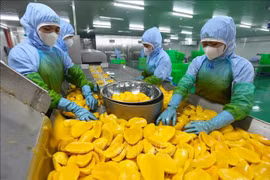 Workers process mango for export at a factory of the An Giang Fruit & Vegetable Joint Stock Company in Lam Dong province (Photo: VNA)