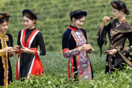 The programme “Experience Vo Tranh – Imprints of the tea land and a year-long journey of growth and development” aims to promote Thai Nguyen’s strengths in tea production, tea culture and community tourism. (Photo: nhandan.vn)