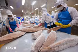 Processing ocean tuna for export (Photo: VNA)