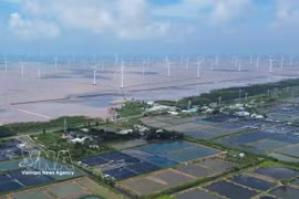 Wind turbines in Dong Hai commune, Ca Mau province (Photo: VNA)