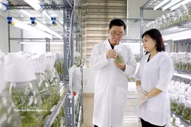 Thai Binh Seed Group JSC is one of Vietnam’s leading crop seed producers, holding rights for 30 varieties and operating three globally certified plants. (Photo: VNA)