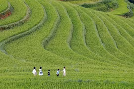 Terraced fields in Mu Cang Chai, one of the top tourist destinations in the northwestern region. (Photo: VNA)