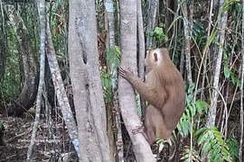 The rhesus macaque released into the U Minh Ha National Park (Photo: VNA)