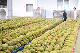 Dong Nai plans to achieve a durian production target of 360,000 tonnes by 2030. (Photo: VNA)