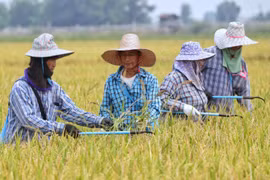 Thailand outlines support measures for rice farmers, boosts organic rice exports