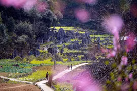 The Dong Van Karst Plateau is a special heritage landscape where dramatic limestone mountains, local communities, and nature together define the unique character of Vietnam's northernmost region. (Photo: VNA)