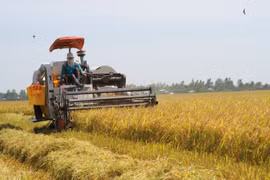 Efforts will be focused on scaling up large-scale, sustainable, and green agricultural practices (Illustrative image. Source: VNA)
