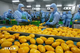 Workers process mango for export. (Photo: VNA)