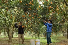 Hoa Binh farms pick oranges (Photo: VNA)
