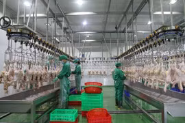 Inside a modern chicken processing plant equipped with advanced production lines in Tay Ninh province. (Photo vtcnews.vn)