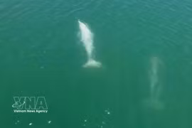 A pod of three large dolphins swims close to shore near Cai Chien island in Quang Ninh province on June 1. (Photo published by VNA)