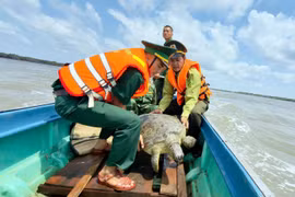 Ca Mau border guards join forest rangers and fishermen to release a 60kg green sea turtle back into the ocean. (Photo published by VNA)