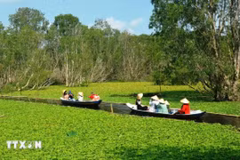 Tourists visit Tra Su forest in Tinh Bien township, the southern province of An Giang. (Photo: VNA)