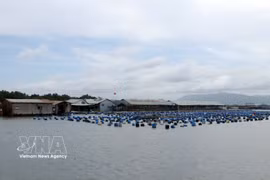 Aquaculture rafts on the Rang river in Long Son commune, Ho Chi Minh City, have benefited greatly from expanded digital connectivity, using technology in farming and selling their products online. (Photo: VNA)