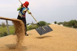 A farmer dries harvested palay in Baliuag, Bulacan on April 14, 2023. (PNA photo by Joan Bondoc)
