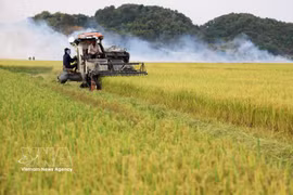 As of August 15, Vietnam exported an estimated 5.726 million tonnes of rice. The full-year volume is projected at about 7.738 million tonnes. (Photo: VNA)