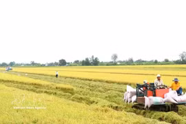 Harvesting high-quality rice in Can Tho city (Photo: VNA) 