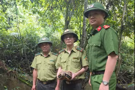 The rare elongated tortoise is released back into the wild at the Pu Hoat Nature Reserve in Nghe An province on June 29. (Photo: suckhoedoisong.vn)