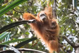 Indonesia establishes sanctuary for endangered endemic orangutans