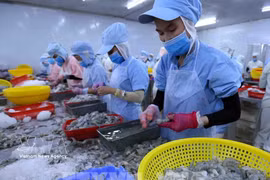 Processing shrimp for export in Dak Lak province (Photo: VNA)