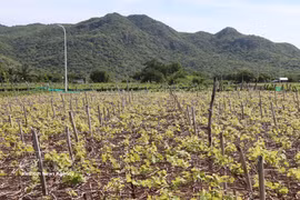 Grape farming in the southern areas of Khanh Hoa province. (Photo: VNA)