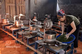 Lien Minh Agricultural Cooperative in Thai Nguyen province, provides stable employment for hundreds of its members. (Photo: VNA)