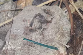 Wartime relics, including ammunition and a toothbrush, discovered at Da Sap Cave in Lam Tay hamlet, Ha Nha commune, Da Nang city. (Photo: VNA)