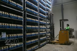 A worker handles and stacks goods. Nearly 138,100 businesses were newly founded from January to August, up 7.7% over the same period last year, while more than 40,800 businesses completed dissolution procedures, a jump of 125.5%. (Photo: VNA)
