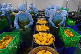 Vietnam-Mongolia trade turnover holds strong potential for growth, particularly in agricultural exports. (Illustrative photo: VNA)