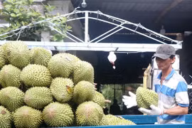 Vietnam’s durian exports to China reach only 35,000 tonnes valued at around 130 million USD in the first four months of this year. (Photo: VNA)
