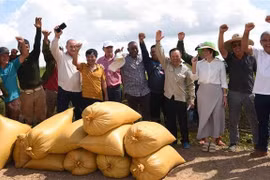 Representatives of AgriVMA company, Vietnamese and Cuban engineers, farmers and officials are delighted with the high productivity of the rice fields. (Photo: VNA)