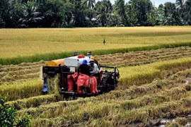 Farmers in Ca Mau apply mechanisation in harvesting the summer-autumn rice crop. (Illustrative photo published by VNA)