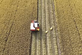 Thailand pilots low-carbon rice farming model