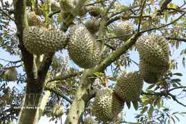 The quality of Lam Dong durians is improving thanks to standardised production processes, food safety controls and traceability (Photo: VNA)