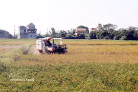 Rice harvest in Xuan Giang commune, Ninh Binh province. (Photo: VNA)
