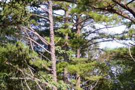 The Bach Ma National Park is renowned for its cool climate, spectacular landscapes and exceptional biodiversity. (Photo: VNA)