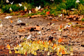 Delicate butterflies diversify tourism experiences at Cuc Phuong National Park. (Photo: VNA)