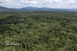 A view of the Ea So Nature Reserve in Dak Lak province (Photo: VNA)