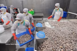 Workers process clams for export at the factory of Thanh Hoa Fishery Import-Export JSC in Thanh Hoa province. (Illustrative photo: VNA)