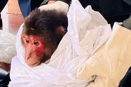 A stump-tailed macaque (Macaca arctoides) is handed over to the Cam Lo–Dong Ha forest ranger station in Quang Tri province on January 27, 2026 (Photo: VNA) 