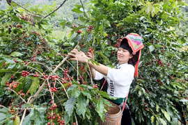 Harvesting coffee in the northern province of Son La. (Photo: VNA)