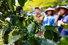 Illustrative image (Photo: VNA)